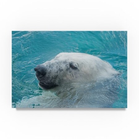 Robert Michaud 'Polar Bear Hiding' Canvas Art,22x32